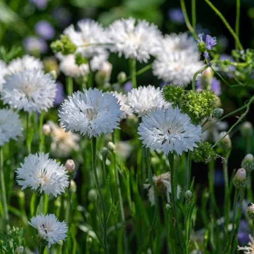 Semi di fiordaliso regali sostenibili Centaurea cyanus semi biologici regali per gli amanti del giardino 200pcs