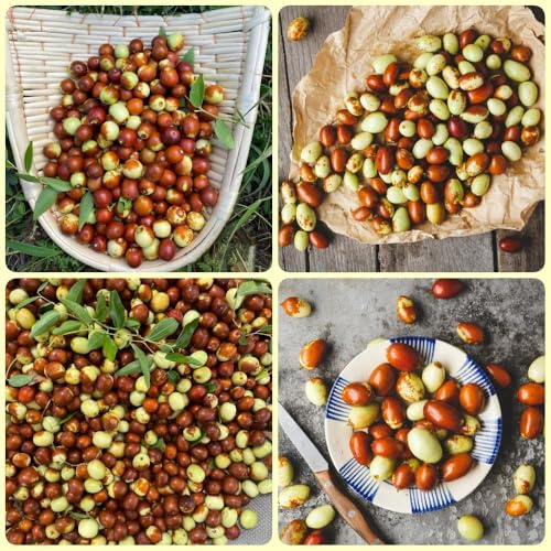 Jujube, obstbäume kaufen Chinesische Jujube, exotische grünpflanzen winterharte für garten pflanzensamen 180Samen