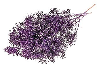FloristryWarehouse Mazzo secco di ginestra pastello fioritura 40 cm/15 pollici viola
