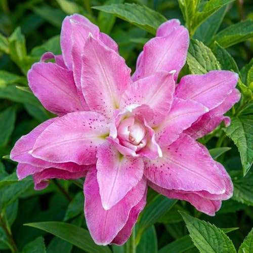 Bulbes de Lys Double Wonder - Lys Bulbes - 10 Bulbes de Fleurs à Planter Exterieur - Plantes Vivaces Exterieur - Rustique - Naturelle Plantes de Hollande (gros bulbes, pas de graines)