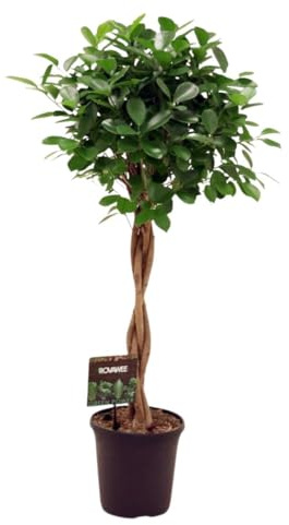 Fresh Plants - Ficus Microcarpa 'Moclame' - Tronc Tressé XXL 110cm - Pot 23cm