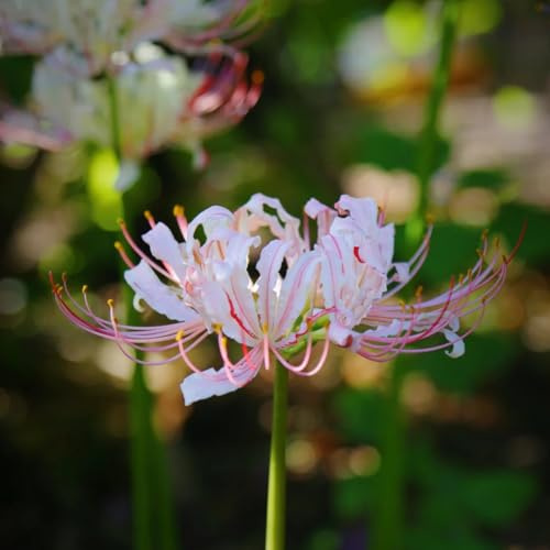 bulbo de lycoris radiata, lirio araña, jardín resistentes para balcones 4pcs