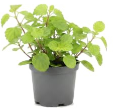 Plectranthus Verticillatus Planta del dinero Planta Colgante y Decorativa DECOALIVE Maceta 14 cm Diámetro Altura 30 cm