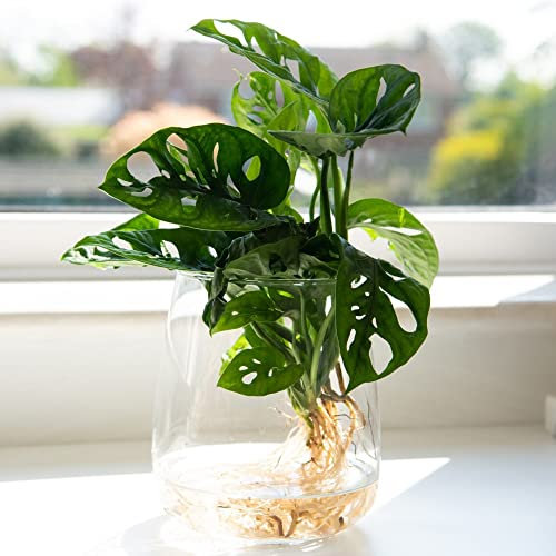 Monstera Adansonii 'Monkey Leaf' Plant in Glass Vase Swiss Cheese Plant Tender Shrub Easy to Grow Your Own Indoor Foliage Plants 1x Bare Root Plants in 12cm Glass Vase by Thompson and Morgan