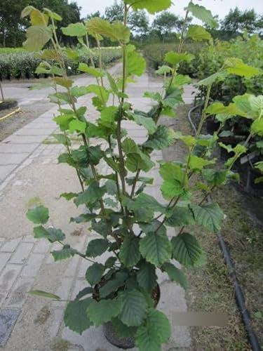 Corylus avellana Wunder von Bollweiler - Haselnuss Wunder von Bollweiler