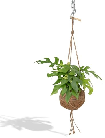 Kokedama Monstera Minima