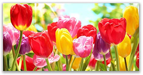 Tulup Acrylic Glass Print 120x60cm Wall Art - Wall Picture Plastic Acrylic Glass - Tulips Floral