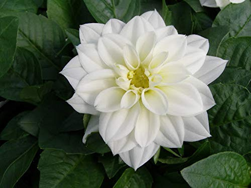 Genipap 30 semillas de dalia blancas