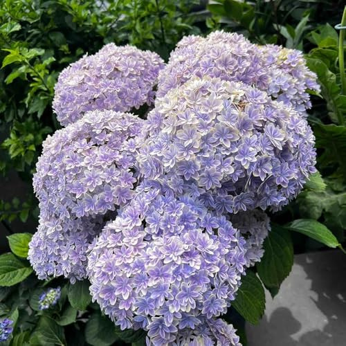 250 piezas semillas de hortensias - resistentes para jardín, de jardin interior exóticas, trepadoras resistentes, jardin semillas