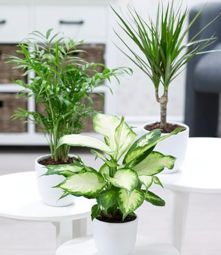 BALDUR Garten 3er Mix Zimmerpflanzen 'Classic', Pflanzen im 12 cm-Topf | je 1x Bergpalme, Dieffenbachie, Dracena, pflegeleicht, mehrjährig-frostfrei halten. Grünpflanzen für Wohn- und Büroräume