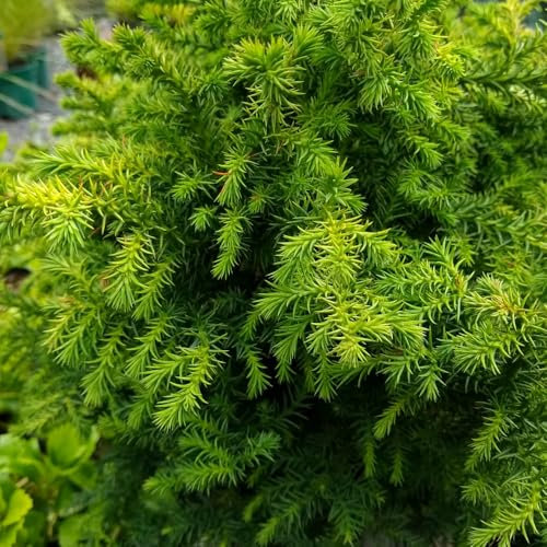 Cryptomeria Japonica 'Vilmoriniana' - Dwarf Conifer for Year-Round Garden Interest 1 Litre Pot x 1 by Thompson & Morgan