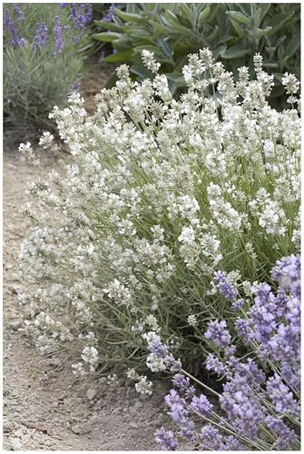 Stauden Gänge 3 x Lavandula angustifolia 'Alba' Echter Lavendel winterhart | Immergrüne Staude für Sonne, Blüte Juli bis August, mehrjährig, 9x9 cm Topf
