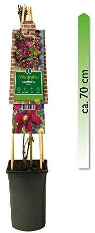mgc24 Kletterpflanze Clematis Niobe Waldrebe im 2l-Container 1 Pflanze