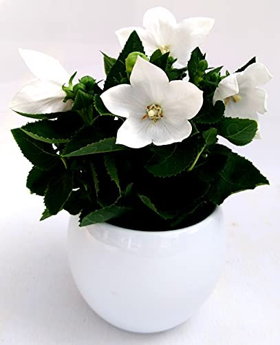 POWERS TO FLOWERS - CAMPANULA PLATYCODON BIANCO IN VASO CERAMICA SFERICO