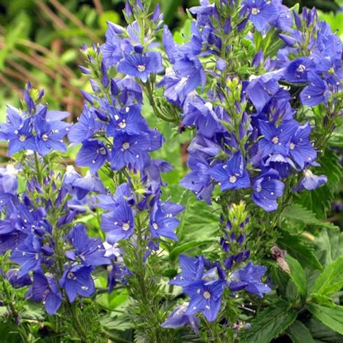 6 x Ehrenpreis 'Knallblau' - Veronica Austriaca 'Knallblau' Topf 9x9cm: Intensive blaue Blütenpracht