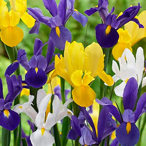 15 x Iris Hollandica Mixed – Sparkling Mixture of Dutch Iris – Well Balanced Mix of Rich Colours – Perennial – Spring Flowering Bulbs - for Your Beautiful Garden