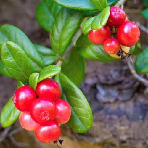 wildepreiselbeeren - pflanztöpfe indoor garten obstbaum säulenobstbäume bio gartenpflanzen beeren balkon topfpflanzen draußen winterhart balkonpflanzen 15samen