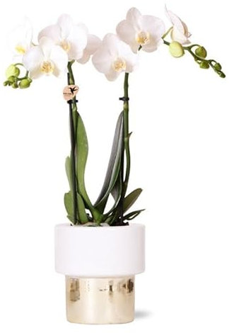 Kolibri Orchids | weiße Phalaenopsis Orchidee - Amabilis + Elite Topf Gold - Topfgröße Ø9cm - 35cm hoch | blühende Zimmerpflanze - frisch vom Züchter