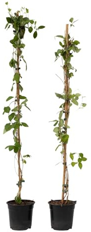 Plant in a Box - Lonicera x Heckrotti American Beauty - Set di 2 - Caprifoglio - Rampicante - Resistente - Vaso 17cm - Altezza 110-120cm