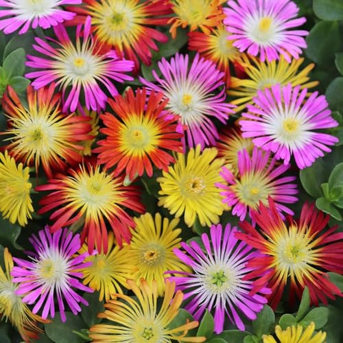 Carbeth Plants 6 Pack Delosperma Ice Plant Mix