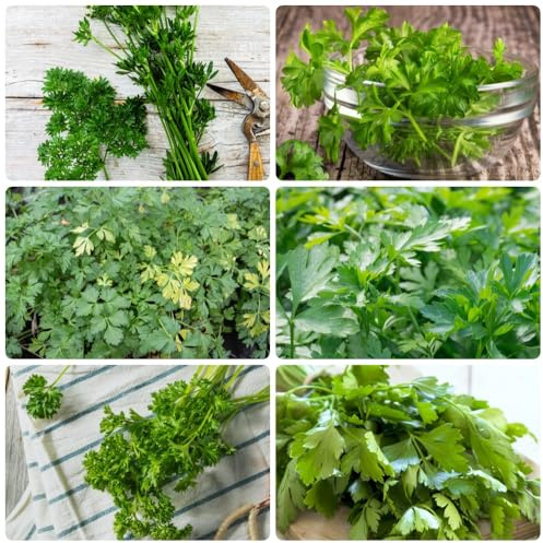 Semi di prezzemolo, antiche varietà selvatiche da giardino 500pcs