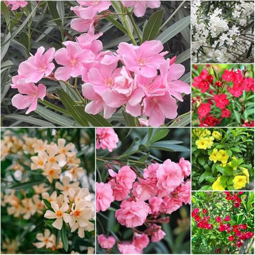 adelfa - semillas de jardín de interior resistentes al invierno para balcones decorativas 3pcs