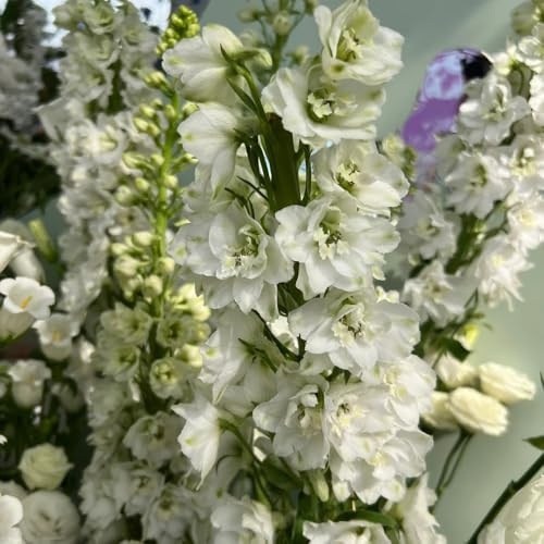 rittersporn - delphinium - deko seltene steingartenpflanzen winterhart balkon, topfpflanzen draußen winterhart 300samen