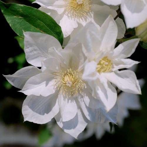 Clematis - klematis, gewächshaus balkon outdoor blumengarten balkongewächshäuser topfpflanzen balkonblumen winterharte stauden für pralle sonne kletterpflanzen zimmergewächshaus deko 4Zwiebeln