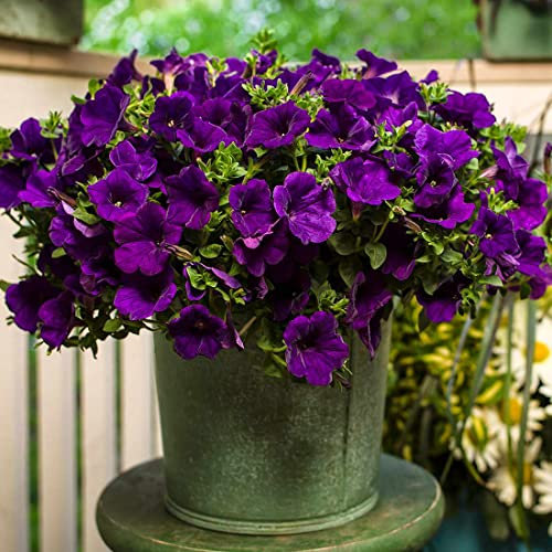 Welldales 50 Violet Sky Petunia Seeds Easy to Grow Hanging Basket Flower UK Nana Compacta