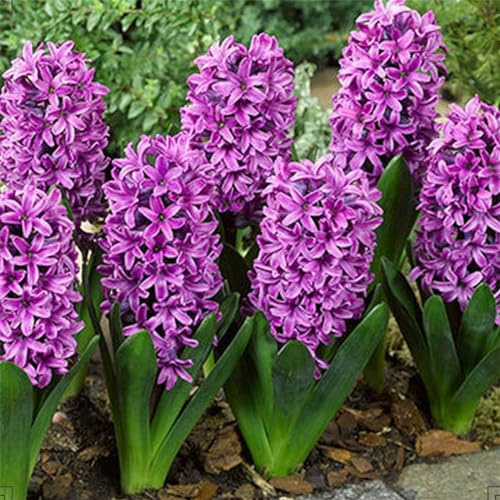 Hyacinth Bulbs Strong Plants That Grow Well for Planting Now UK Mix Golden Jade Carving Feels Perfect UK Now Simple Planting Perennial