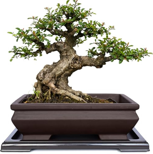 MUZHI Vaso per bonsai Zisha non smaltato, con vassoio di drenaggio, fioriera rettangolare vintage marrone con 4 piedi rialzati, per vaso per piante grasse o acero ginepro, con vassoio antigoccia