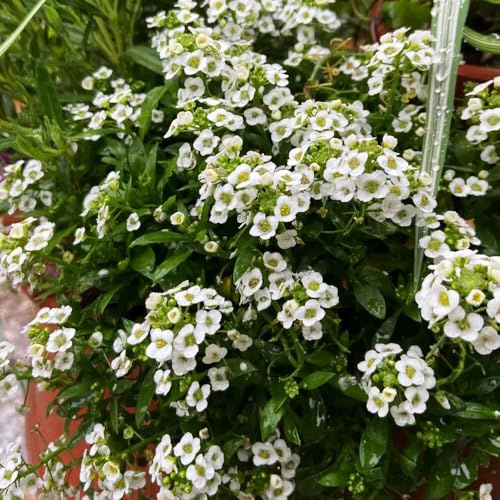 Semi resistenti perenni di Stonewort, all'esterno di stoneweed di perenni resistenti per il giardino balcone 25pcs