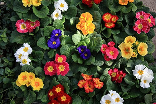 Primula Plants, 'Multicolours Mix', 6 x Full Plant Pack, Winter Bedding Plants, Winter Primulas, Garden Ready and Ready to Plant, Premium Quality Flowers