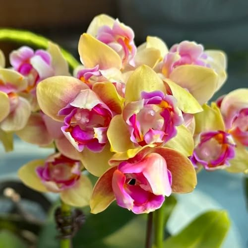semi di orchidee phalaenopsis - balcone giardino decorazione resistenti biologici 100pcs