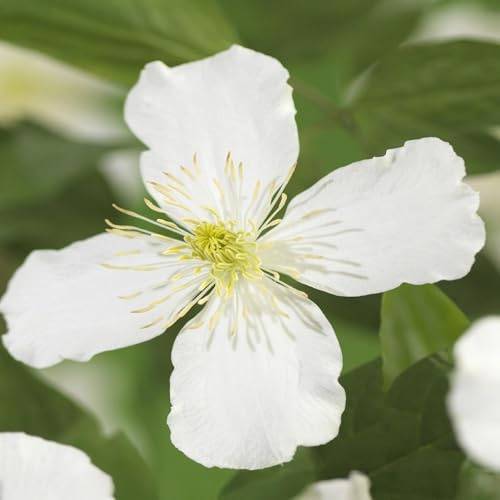 Clematis montana Grandiflora – 2 Pflanzen 11cm – ca. 40cm hoch – Schnellwachsende Kletterpflanze mit großen weißen Blüten – Pflegeleicht & robust – Für Garten, Pergola & Zaun