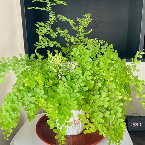 Farn - kräutersamen grünpflanzen exotische hochbeet geschenke für heilkräuter kräuterpflanzen stauden winterhart mehrjährig kräutergarten geschenk nachhaltige 160Samen