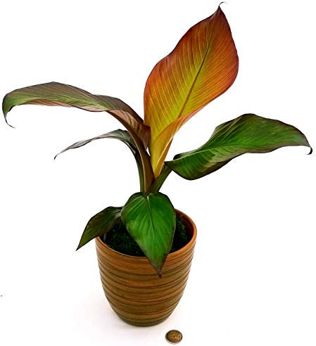 POWERS TO FLOWERS - BANANO, PIANTA DEL BANANO A FOGLIA ROSSA IN VASO CERAMICA ETNICO, pianta vera