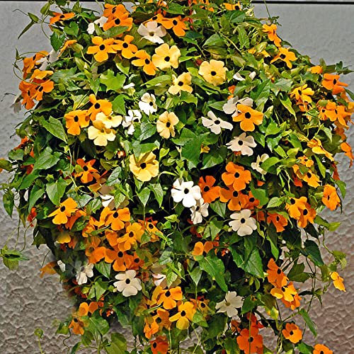 Black Eyed Susan Filedgrown Mix 40 Seeds + Freebie + Plant tag Thunbergia