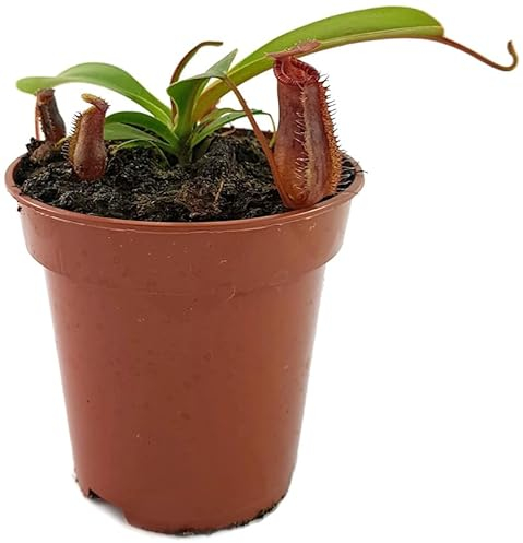 Fangblatt - Nepenthes lowii x ventricosa - exotische Kannenpflanze im Ø 9 cm Topf - seltene fleischfressende Pflanze