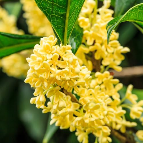 Vivai le Georgiche - Pianta vera di Osmanthus fragrans - vaso Ø 18 cm