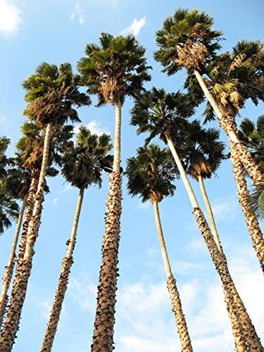 30 seeds CALIFORNIA Dwarf Petticoat Palm Arizona Desert Washingtonia filifera : Package Contains Seeds