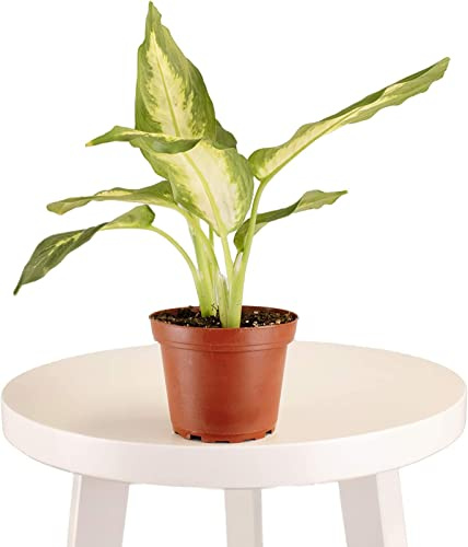 DECOALIVE | Dieffenbachia Camilla | Colección Plantas Poca Luz | Planta de Interior Natural