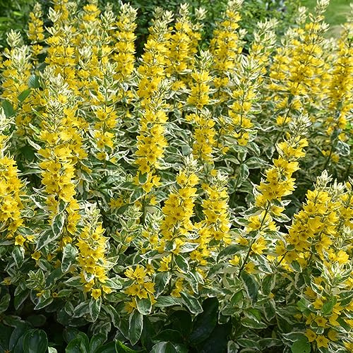 rittersporn - Seltene - sommerblumen wildblumensamen balkon balkon deko zimmerpflanzen blumensaat exotische hochbeete für garten bonsai topf 250samen