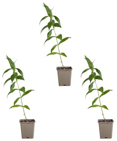 Bloomique - 3er-Set - Phlox ‘David’ - Phlox - Winterhart - Mehrjährig - Weißblühend - Wintergrün - Höhe 10-20 cm - Topf 9 cm