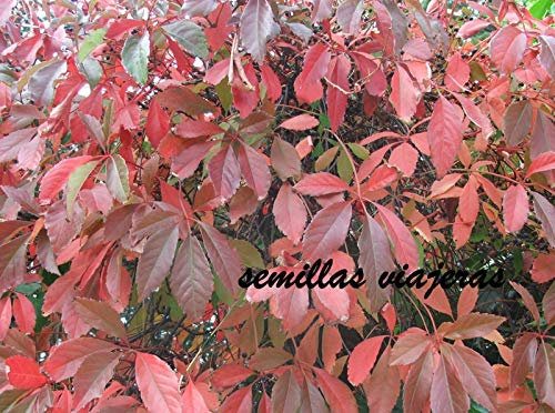 Portal Cool Parthenocissus quinquefolia, 50 semi di vite vergine, semi, Samen, Graines