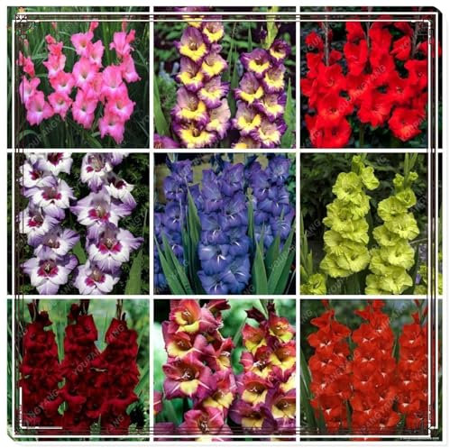 Gladiolus Bulbs Mix Golden Jade Carving Feels Beautiful Now Mixed Garden Crop for Planting Now UK Strong Plants That Grow Well