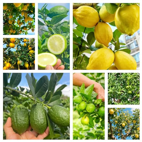 semillas de limonero, exterior resistentes orgánicas 150pcs