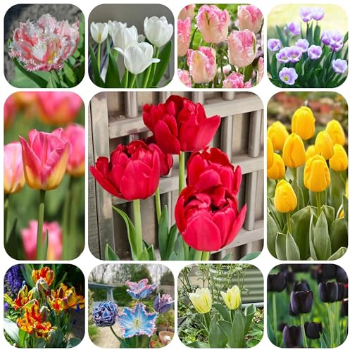 30 piezas comprar bulbos de tulipanes, para balcon silvestres decoración salón primavera ación interior exóticas