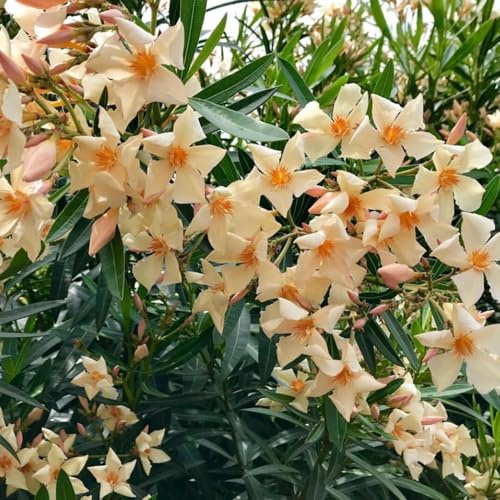 Nerium oleandro insoliti semi di oleandro da balcone primaverili arredamento del balcone del soggiorno in vaso sostenibili decorazioni da giardino per 15semi