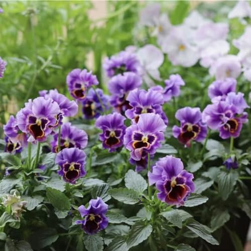 stiefmütterchen, balkonpflanzen balkongewächshäuser winterharte stauden für pralle sonne balkonblumen blumensamen exotische zimmerpflanzen deko wohnzimmer gartendeko für draußen 50samen